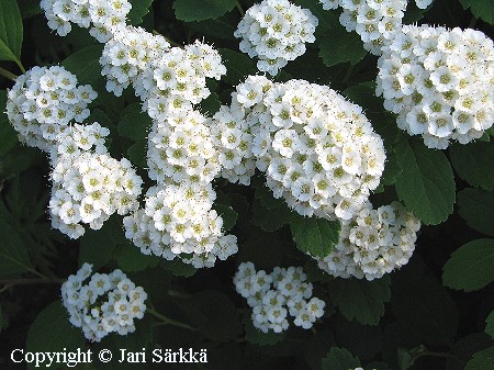 Spiraea'Summersnow'